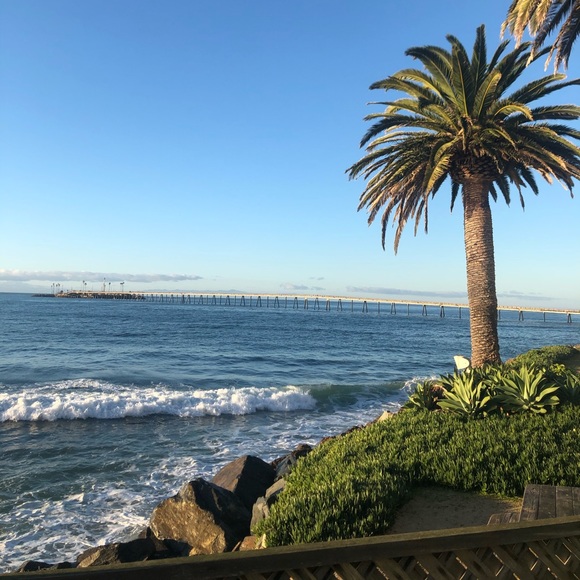 Meet your Posher, Oscar - Picture 1 of 1